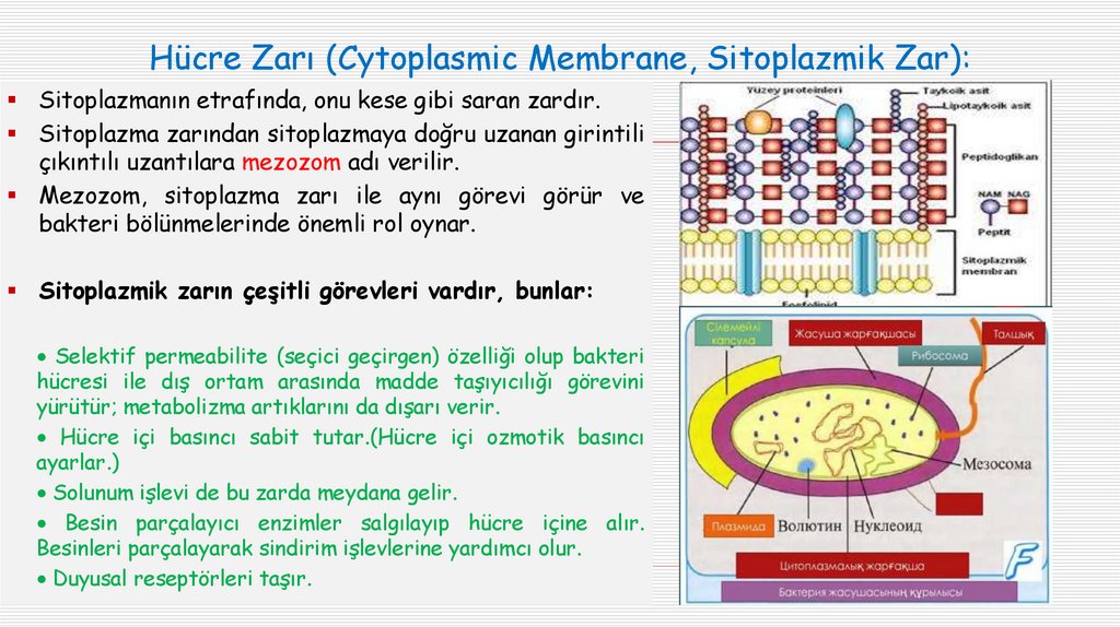 Hücre Zarı (Cytoplasmic Membrane, Sitoplazmik Zar):
