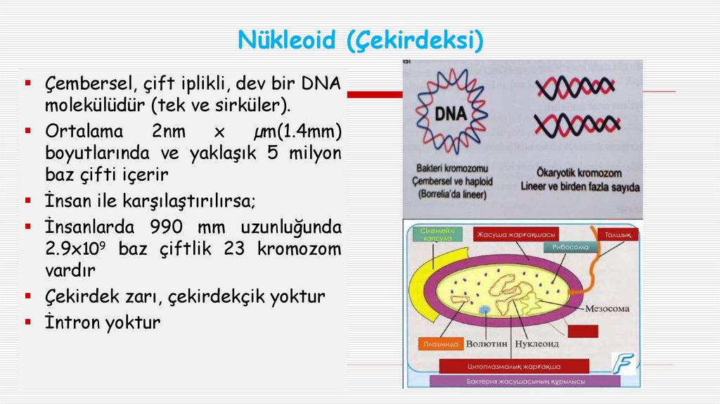 Nükleoid (Çekirdeksi)