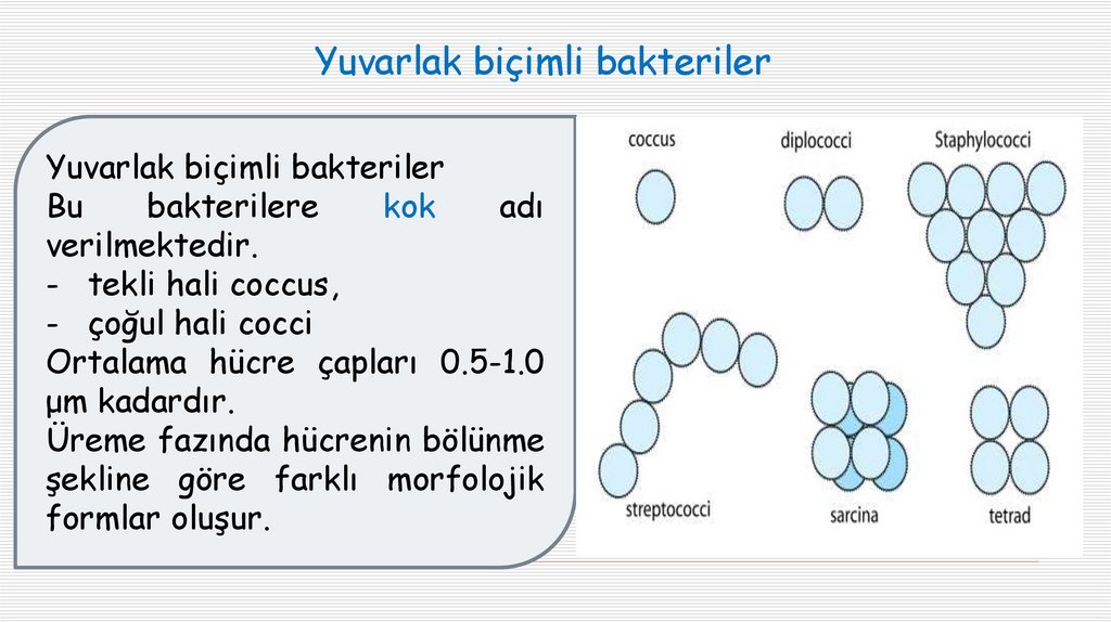 Yuvarlak biçimli bakteriler