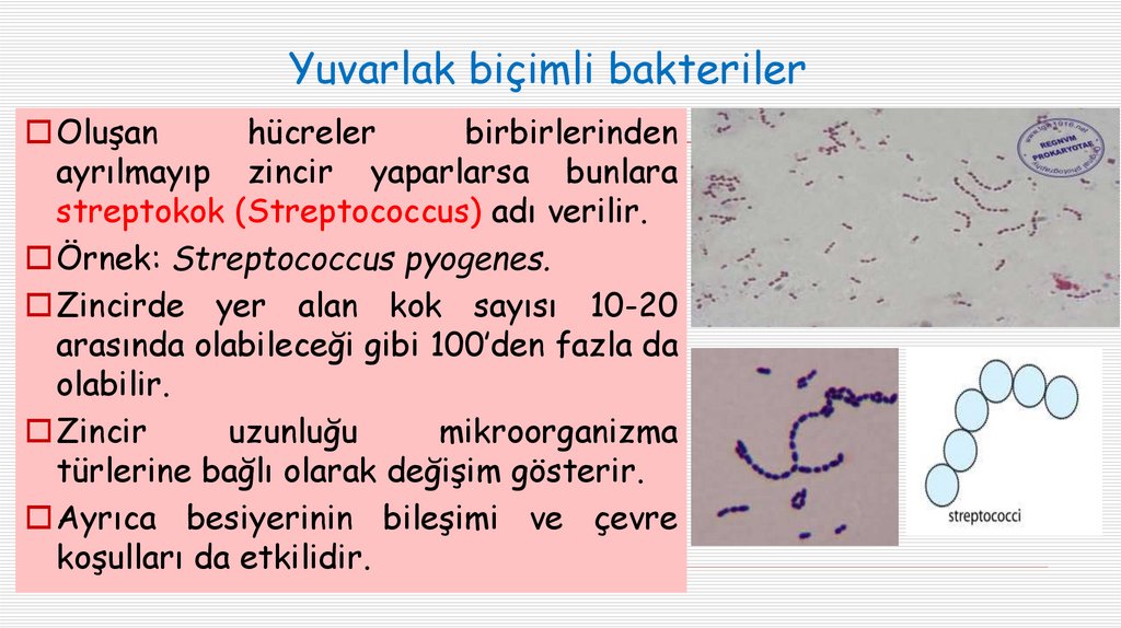 Yuvarlak biçimli bakteriler