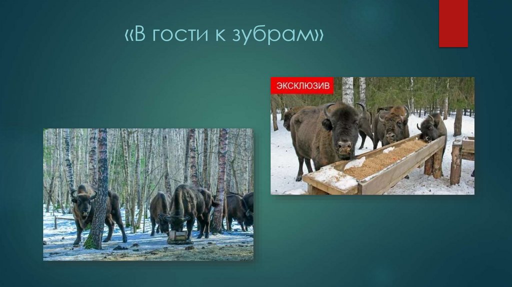 «В гости к зубрам»