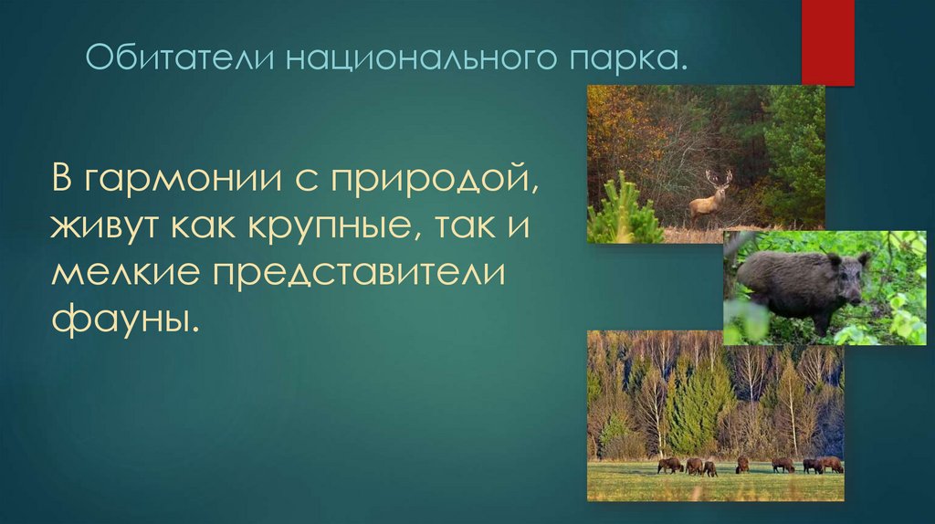 Обитатели национального парка.