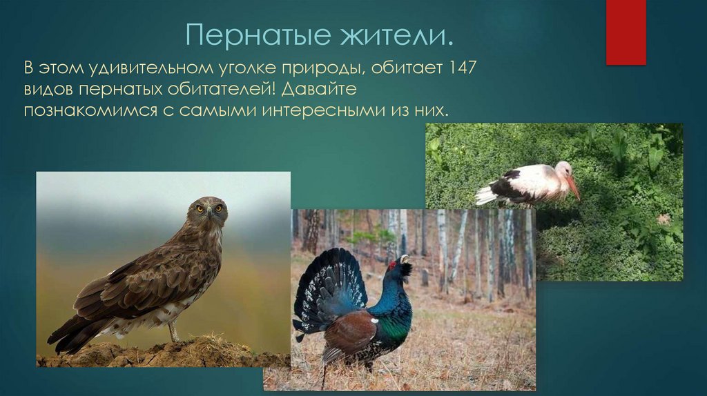 Пернатые жители.