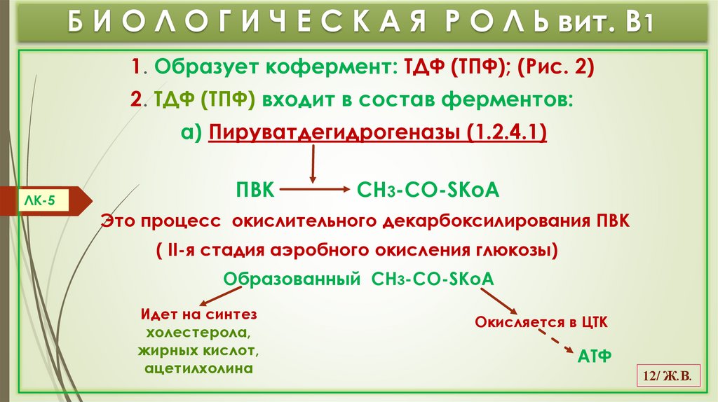 Б И О Л О Г И Ч Е С К А Я Р О Л Ь вит. В1