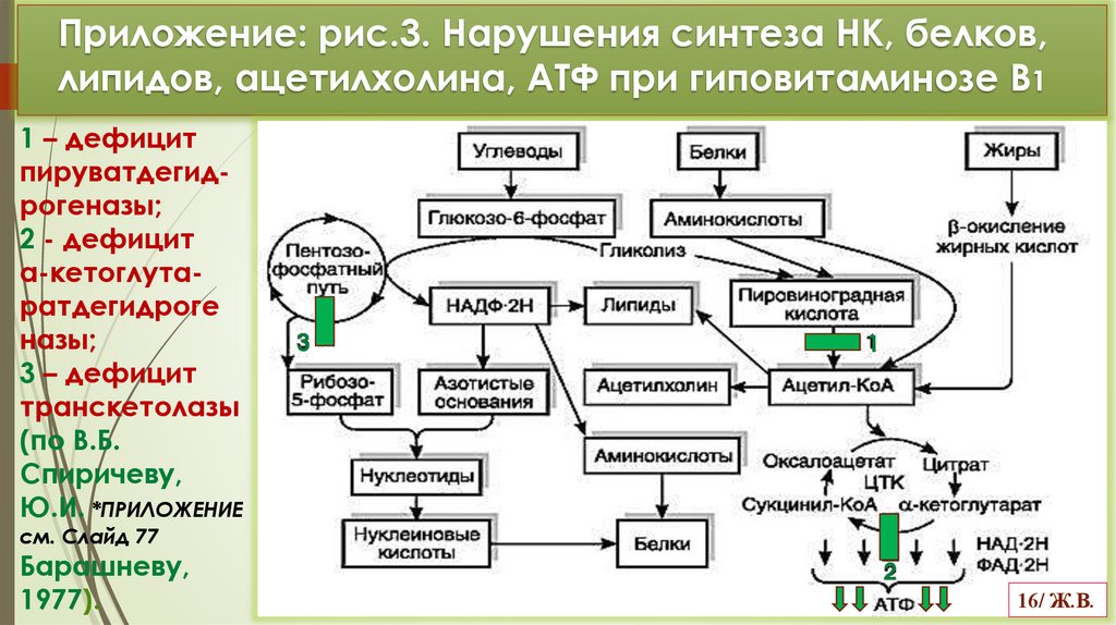 Приложение: рис.3. Нарушения синтеза НК, белков, липидов, ацетилхолина, АТФ при гиповитаминозе В1