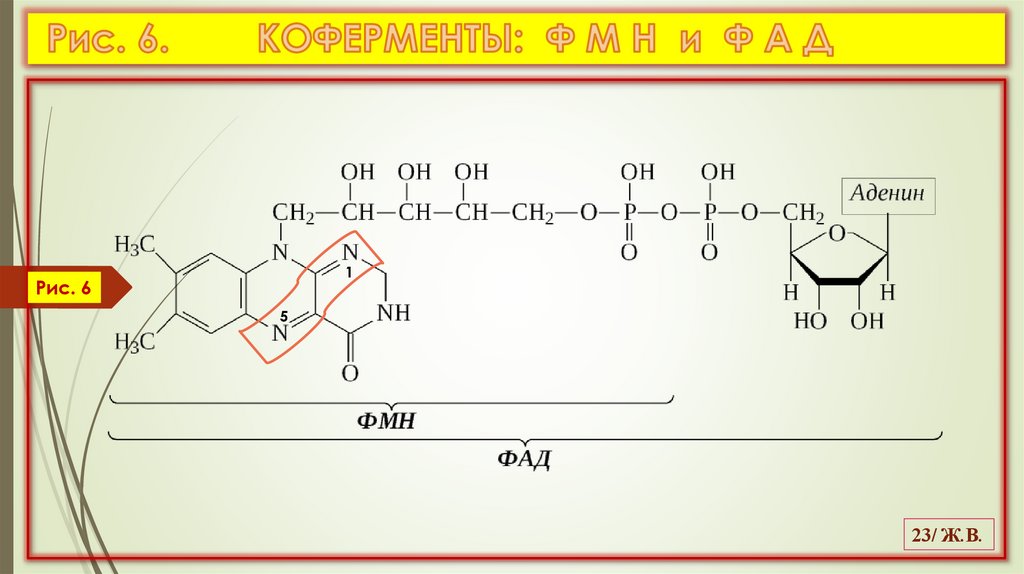 Рис. 6. КОФЕРМЕНТЫ: Ф М Н и Ф А Д
