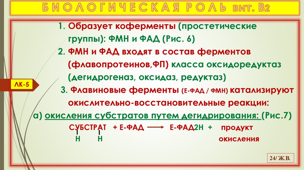 Б И О Л О Г И Ч Е С К А Я Р О Л Ь вит. В2