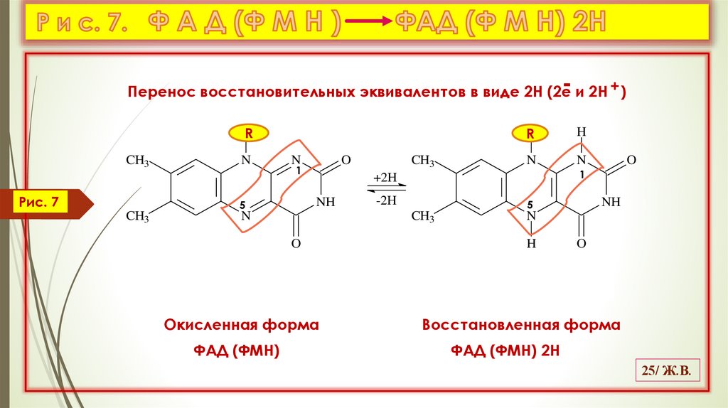Р и с. 7. Ф А Д (Ф М Н ) ФАД (Ф М Н) 2Н