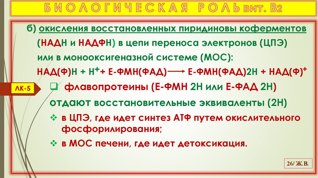 Б И О Л О Г И Ч Е С К А Я Р О Л Ь вит. В2