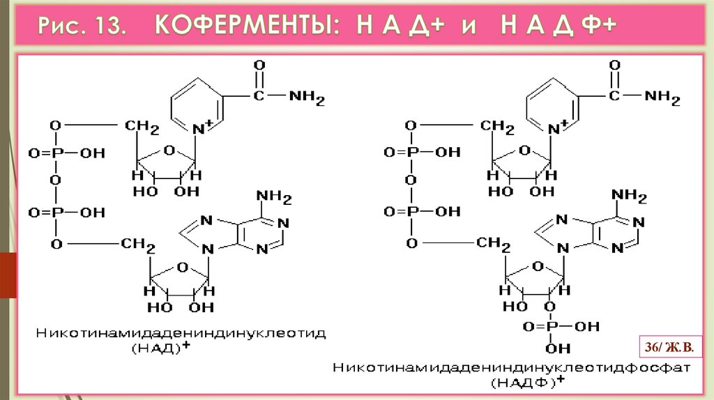 Рис. 13. КОФЕРМЕНТЫ: Н А Д+ и Н А Д Ф+