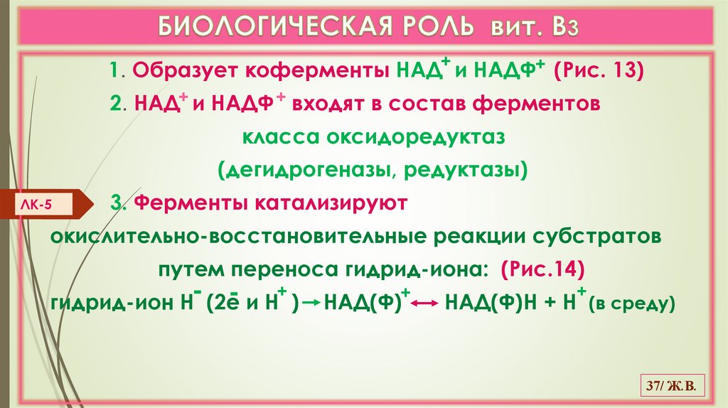 БИОЛОГИЧЕСКАЯ РОЛЬ вит. В3