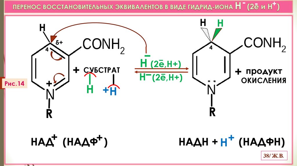 ПЕРЕНОС ВОССТАНОВИТЕЛЬНЫХ ЭКВИВАЛЕНТОВ В ВИДЕ ГИДРИД-ИОНА Н (2е и Н ) +