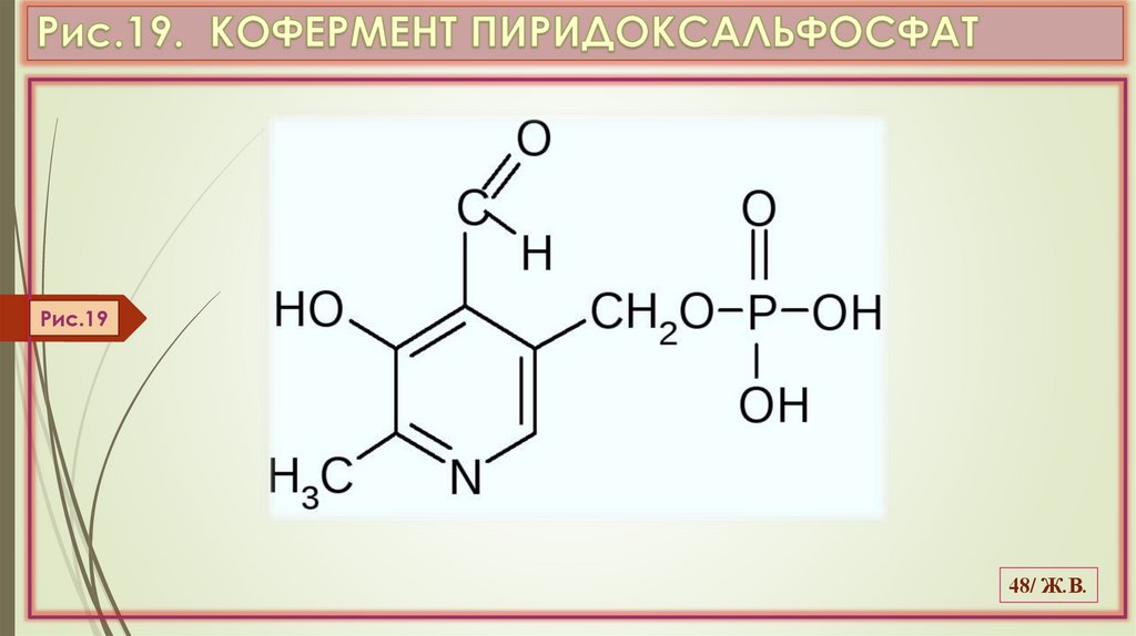 Рис.19. КОФЕРМЕНТ ПИРИДОКСАЛЬФОСФАТ