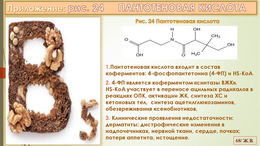 Приложение: рис. 24 ПАНТОТЕНОВАЯ КИСЛОТА