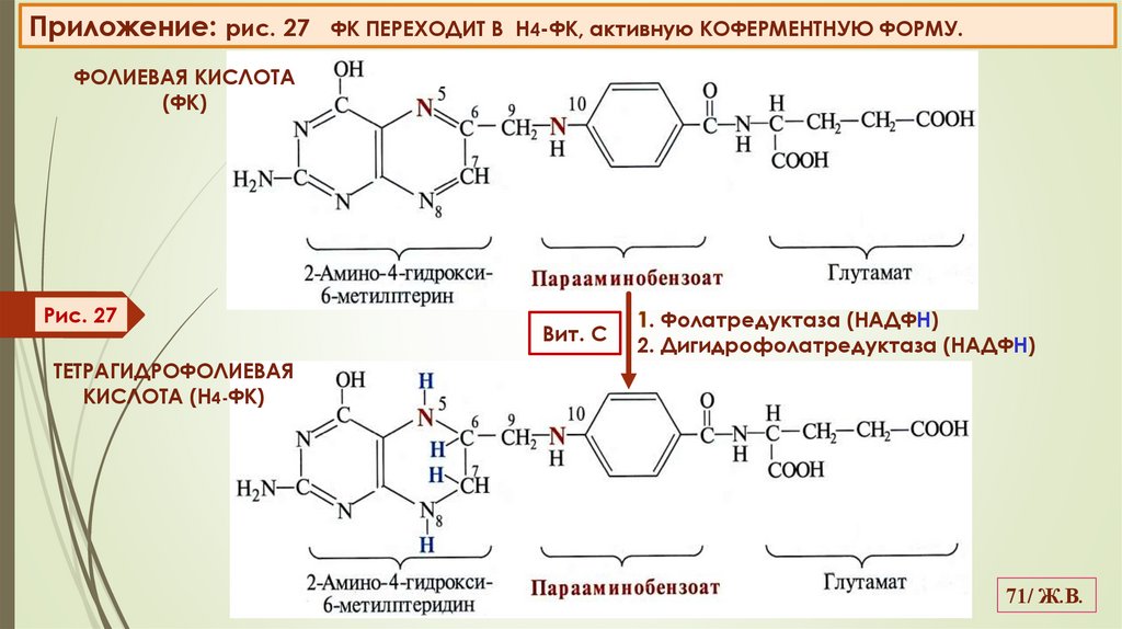 Приложение: рис. 27 ФК ПЕРЕХОДИТ В Н4-ФК, активную КОФЕРМЕНТНУЮ ФОРМУ.