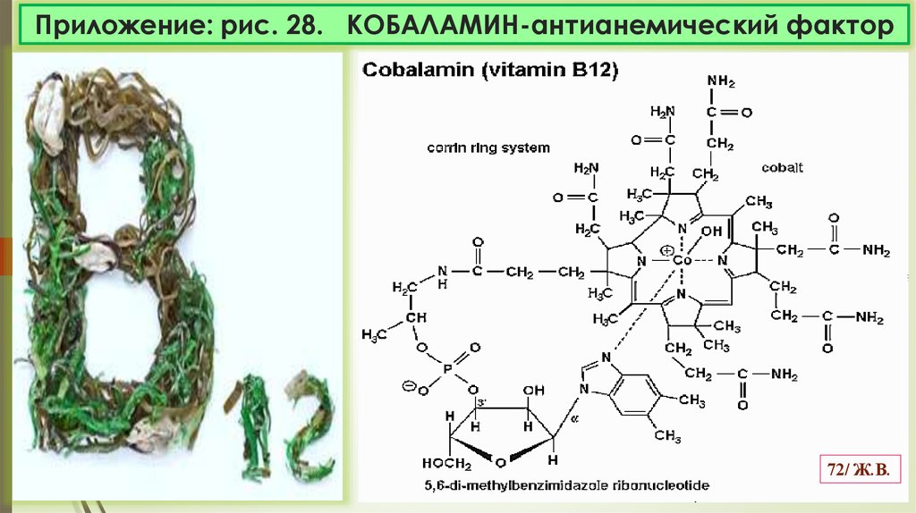 Приложение: рис. 28. КОБАЛАМИН-антианемический фактор