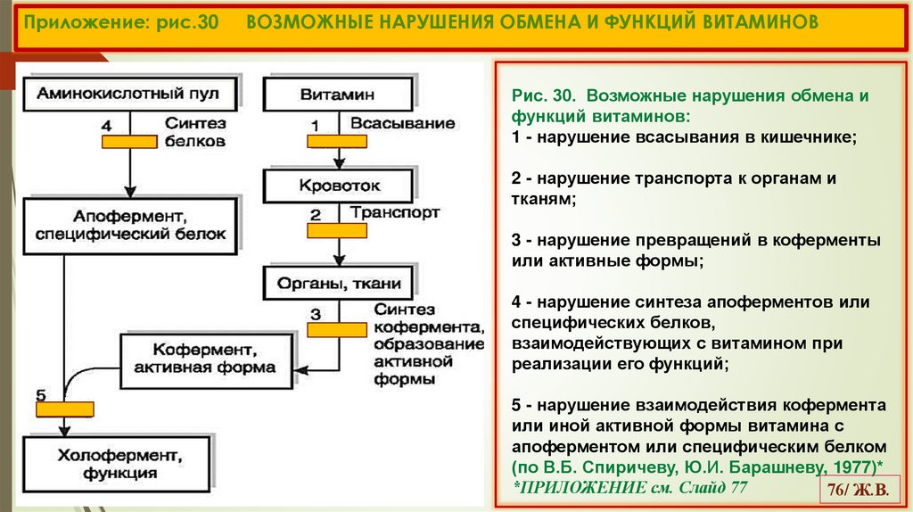Приложение: рис.30 ВОЗМОЖНЫЕ НАРУШЕНИЯ ОБМЕНА И ФУНКЦИЙ ВИТАМИНОВ