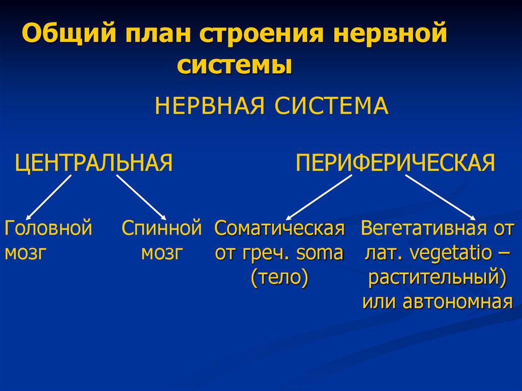 Общий план строения нервной системы