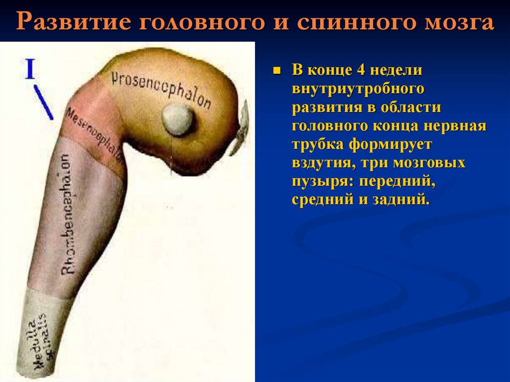 Развитие головного и спинного мозга