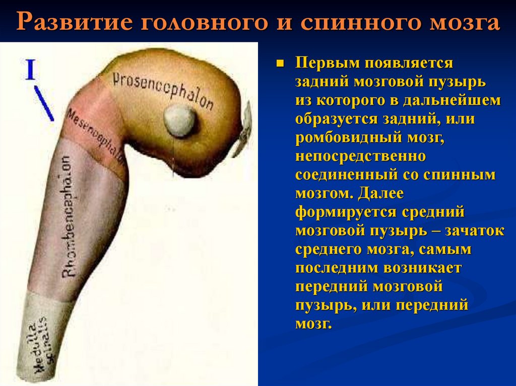 Развитие головного и спинного мозга