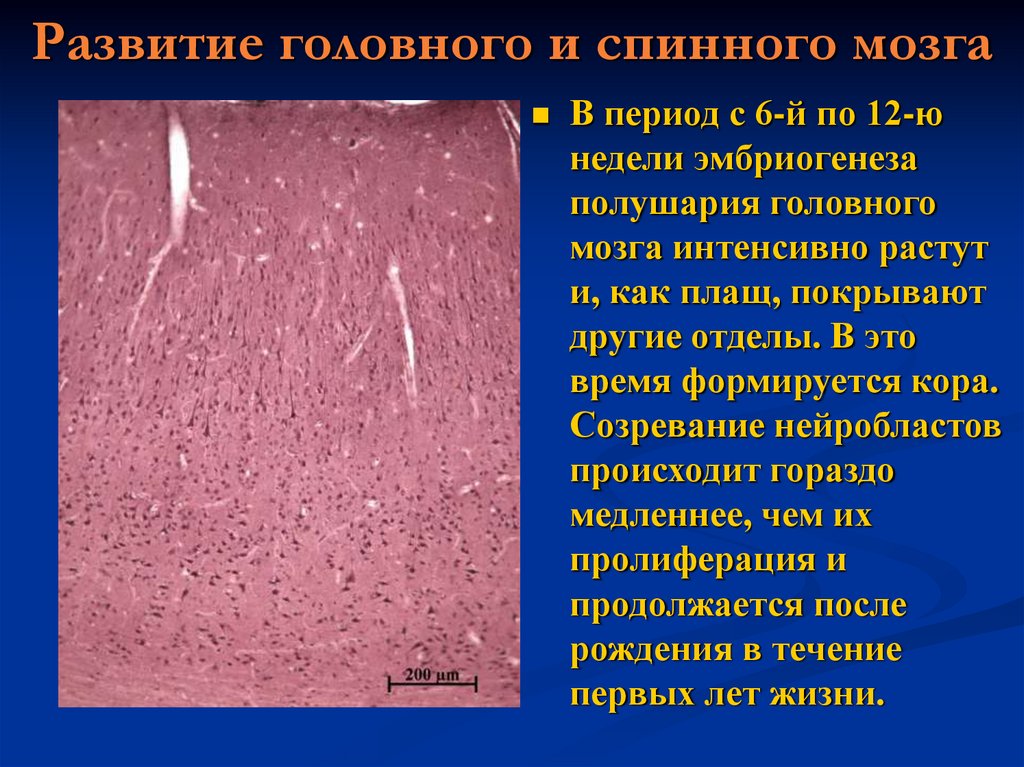 Развитие головного и спинного мозга