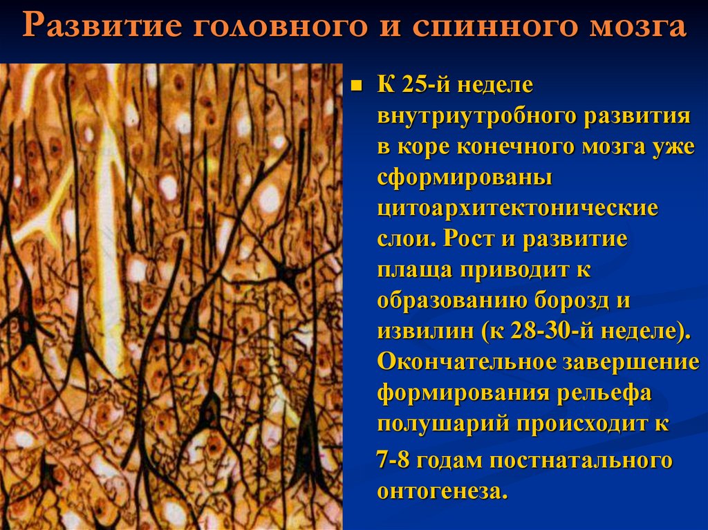 Развитие головного и спинного мозга