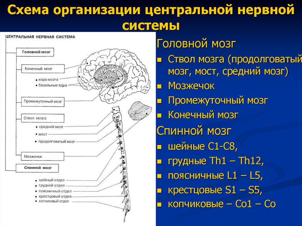 Схема организации центральной нервной системы