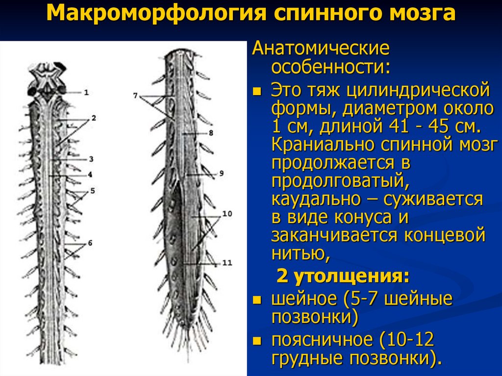 Макроморфология спинного мозга