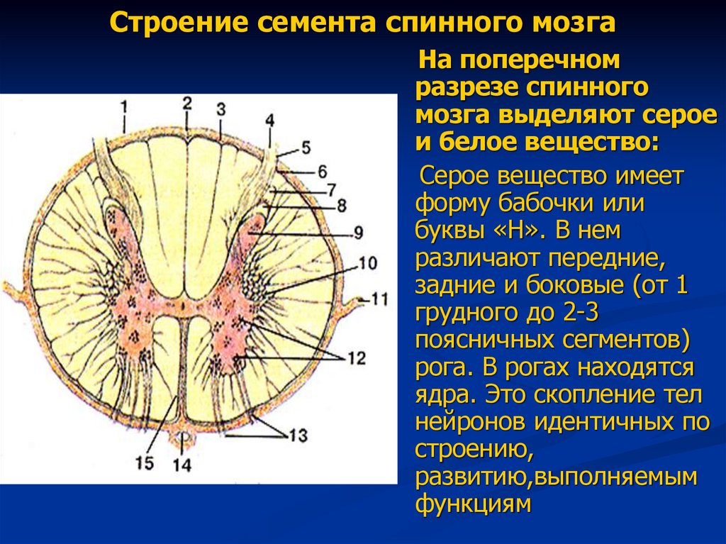 Строение семента спинного мозга