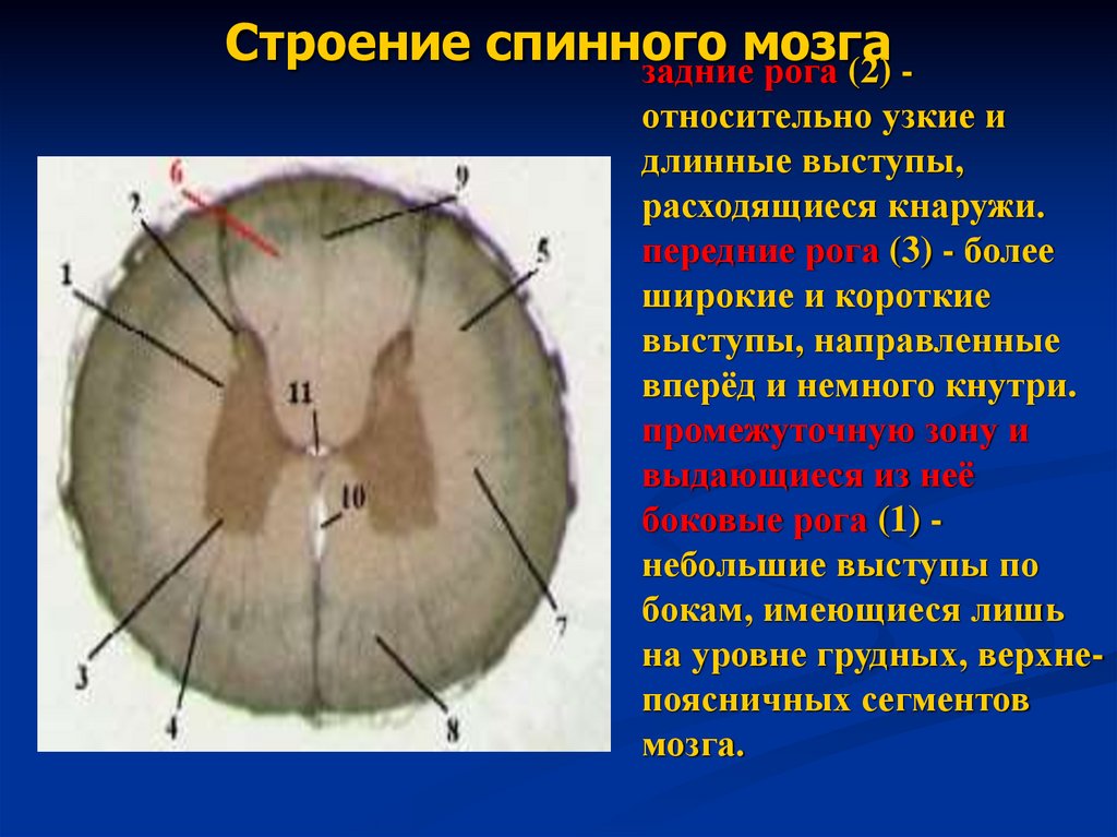 Строение спинного мозга