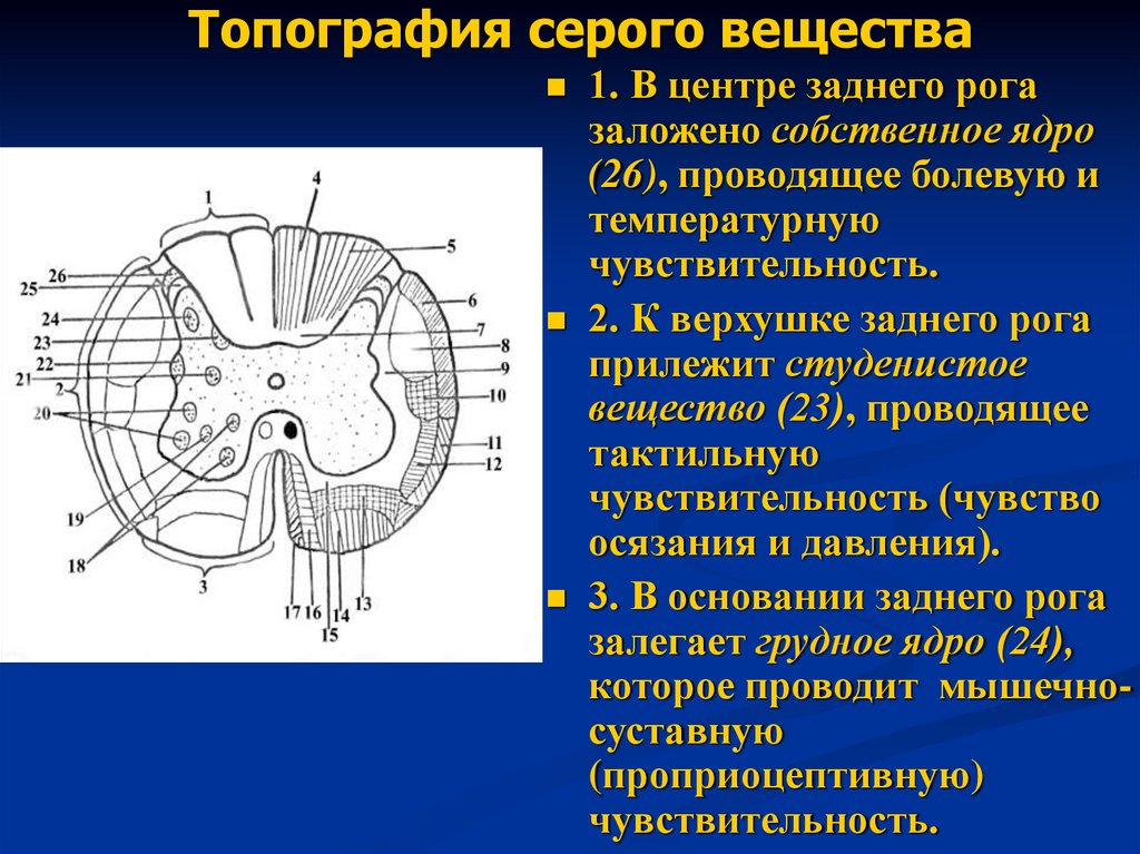 Топография серого вещества