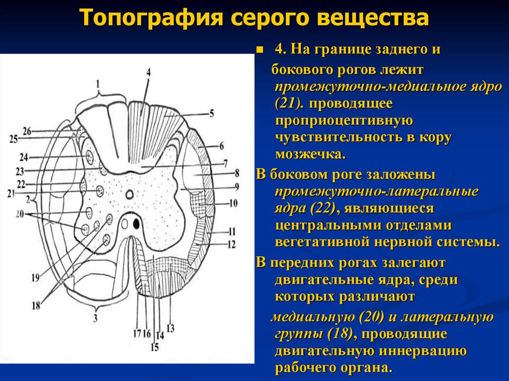 Топография серого вещества