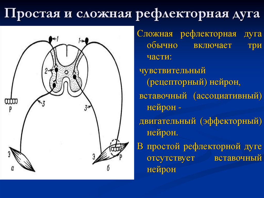 Простая и сложная рефлекторная дуга
