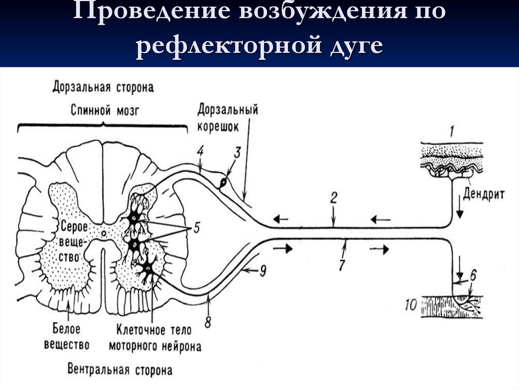 Проведение возбуждения по рефлекторной дуге
