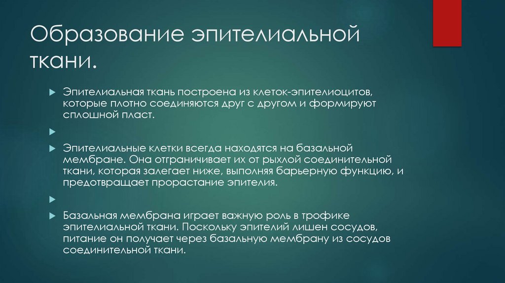 Образование эпителиальной ткани.