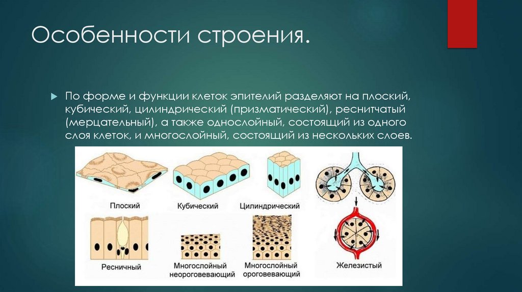 Особенности строения.