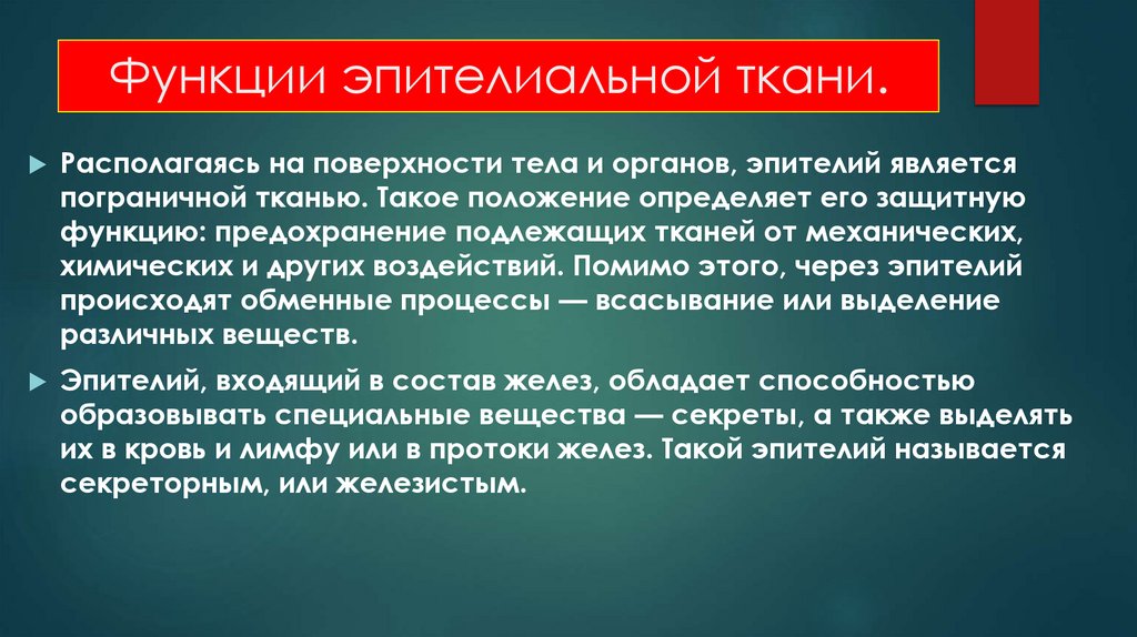 Функции эпителиальной ткани.