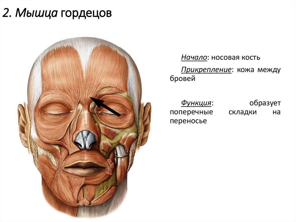 2. Мышца гордецов