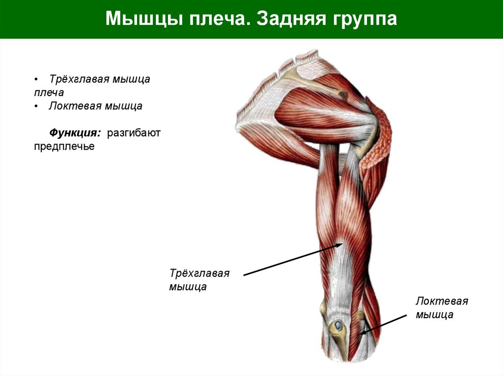 Мышцы плеча. Задняя группа