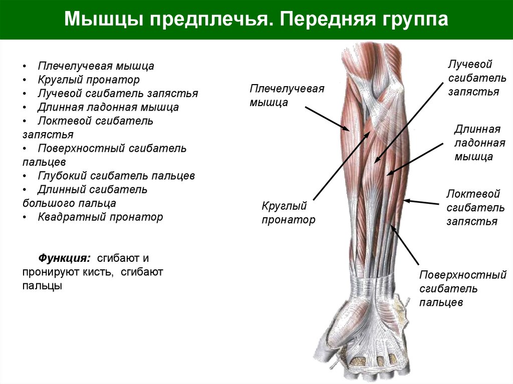Мышцы предплечья. Передняя группа