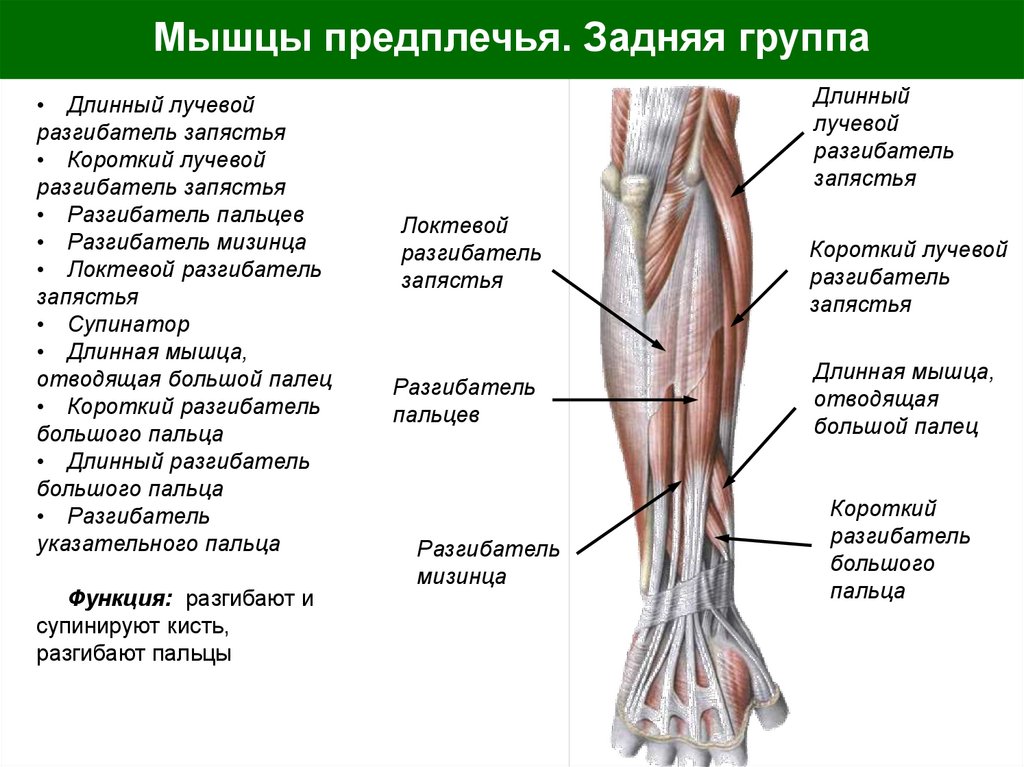 Мышцы предплечья. Задняя группа