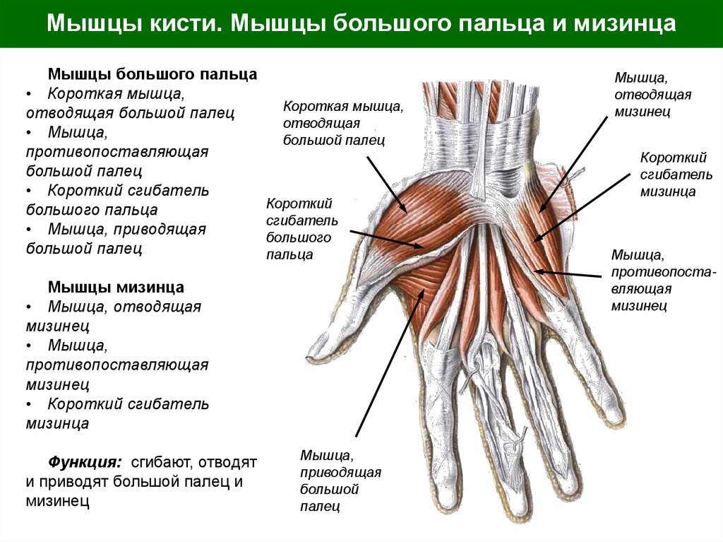 Мышцы кисти. Мышцы большого пальца и мизинца