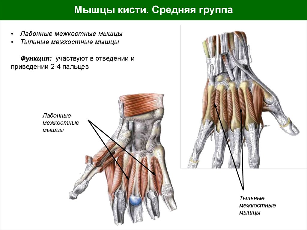 Мышцы кисти. Средняя группа