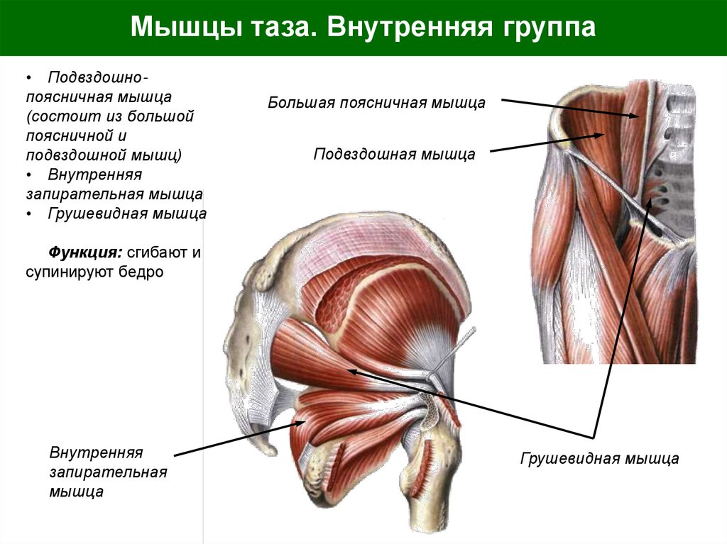 Мышцы таза. Внутренняя группа
