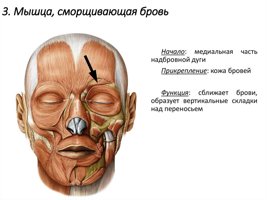 3. Мышца, сморщивающая бровь