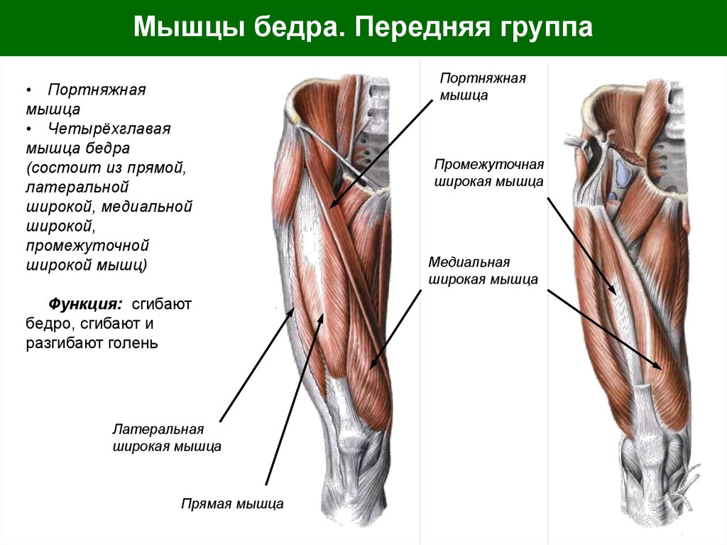 Мышцы бедра. Передняя группа