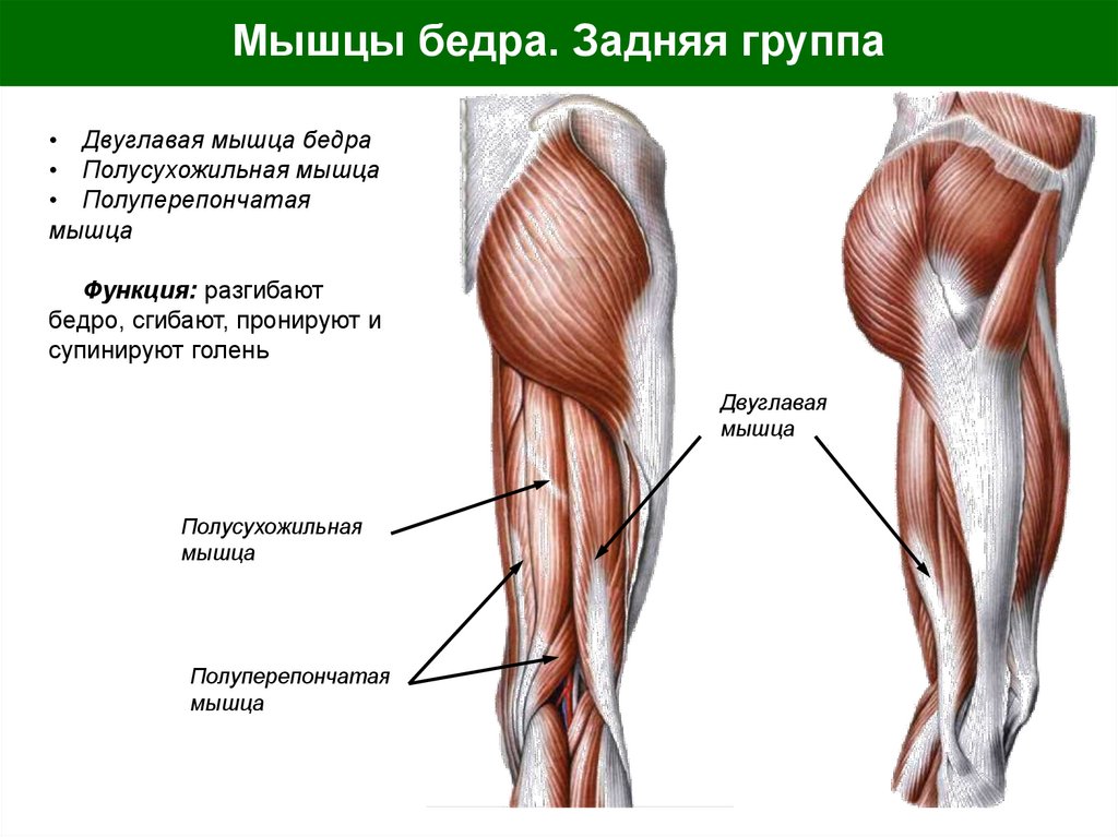 Мышцы бедра. Задняя группа