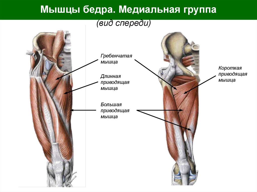 Мышцы бедра. Медиальная группа