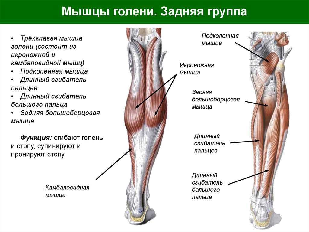 Мышцы голени. Задняя группа