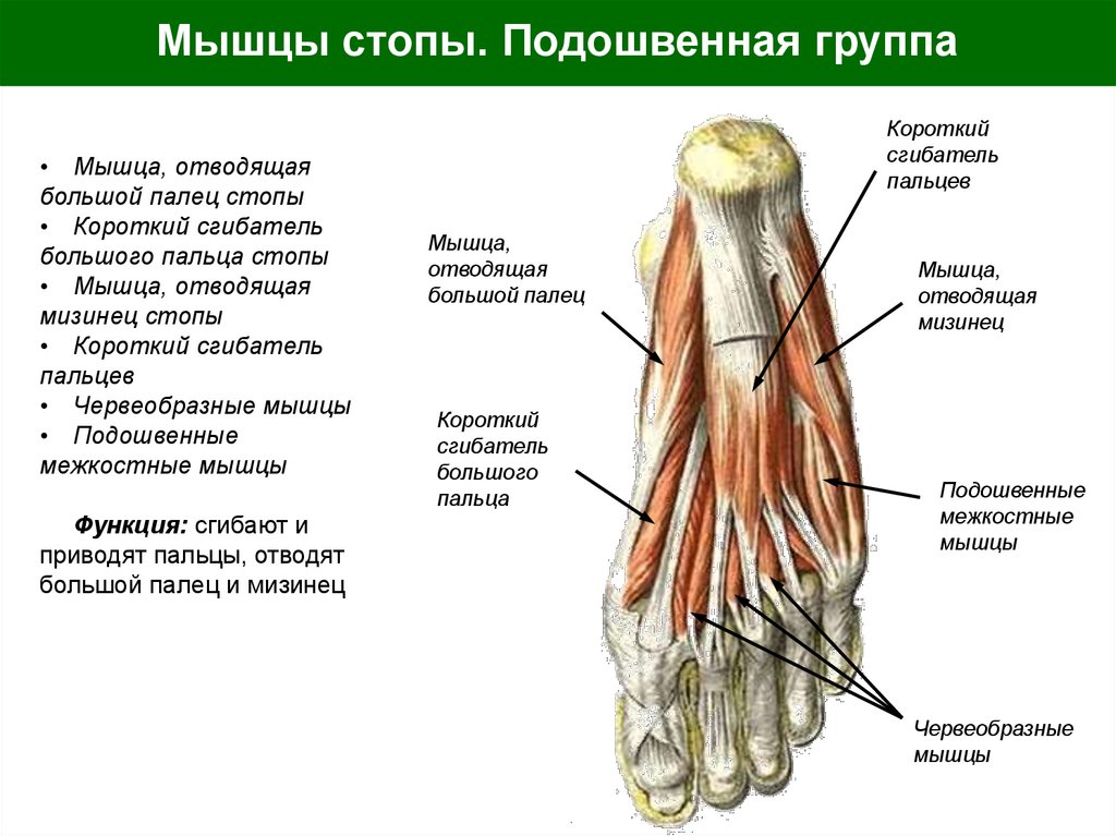 Мышцы стопы. Подошвенная группа